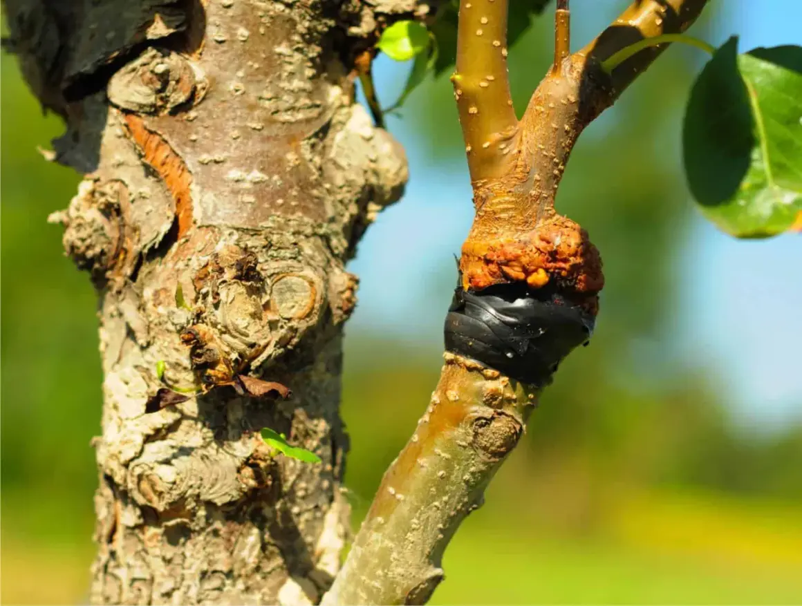 Primo piano di un innesto su un ramo d'albero, con la corteccia ruvida e la zona di unione avvolta in nastro nero. Diversi tipi di innesto sono visibili.