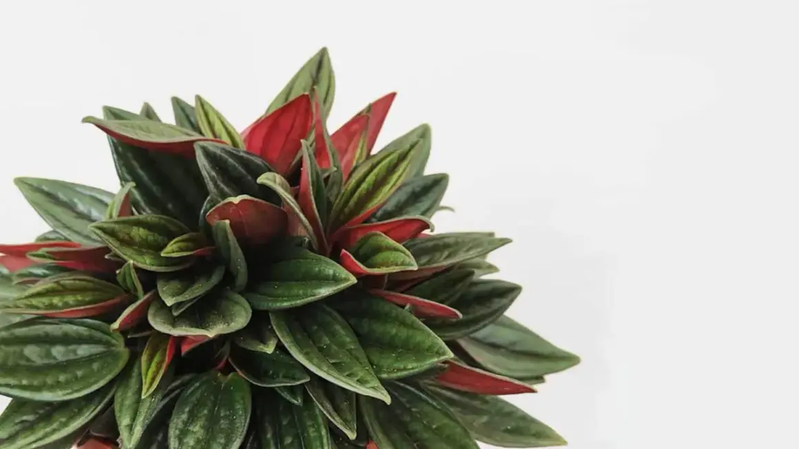 Un primo piano di una peperomia con foglie verdi e rosse, un esempio di definizione peperomia per la sua bellezza.