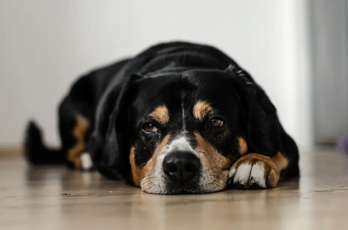 Mi perro se queda quieto mirando a la nada, con su cabeza apoyada en sus patas.
