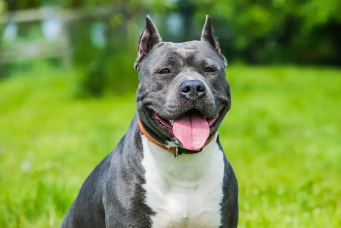 Uśmiechnięty amstaff, zwany też staffikiem, siedzi na zielonej trawie.