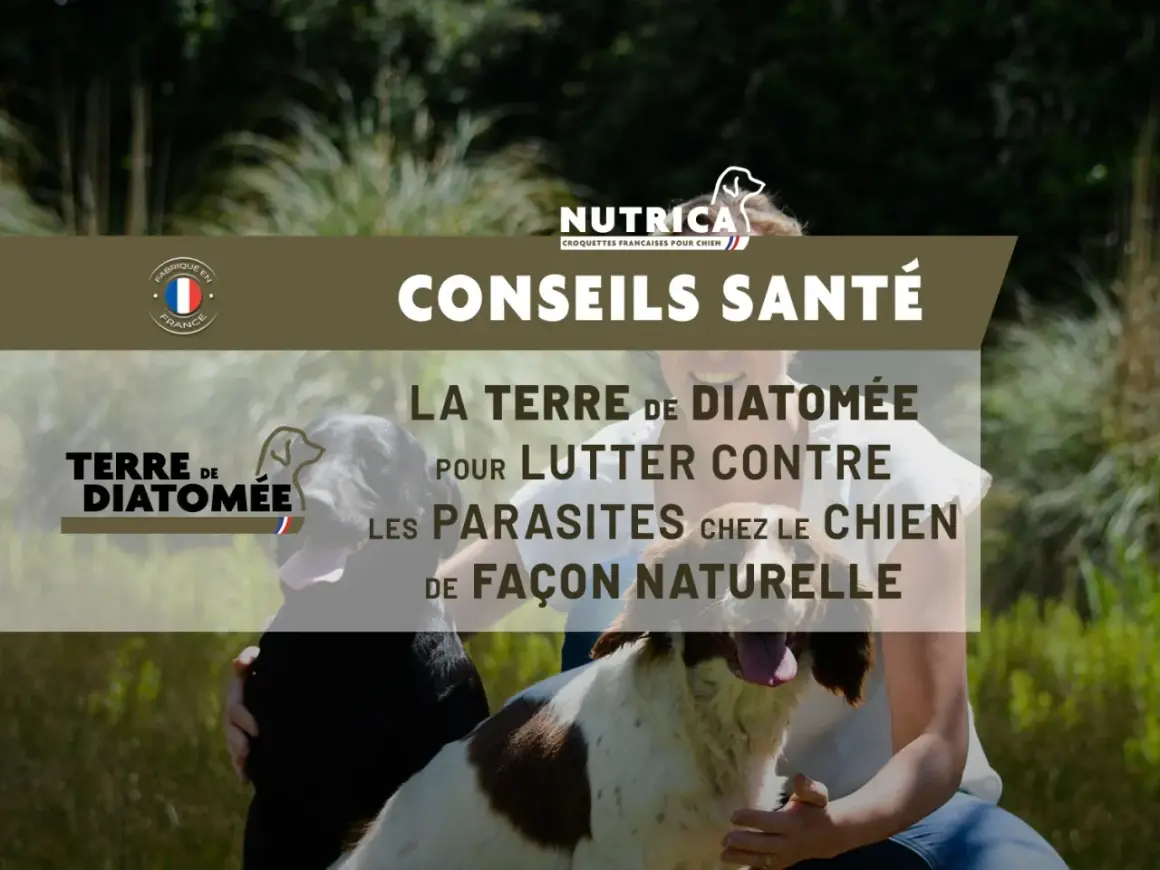 Conseils santé : la terre de diatomée pour lutter contre les parasites chez le chien. Attention au danger potentiel si mal utilisée.
