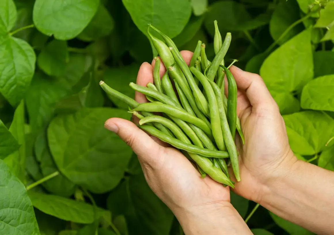 Händer håller en nyskördad hög med haricots verts mot en bakgrund av gröna blad.