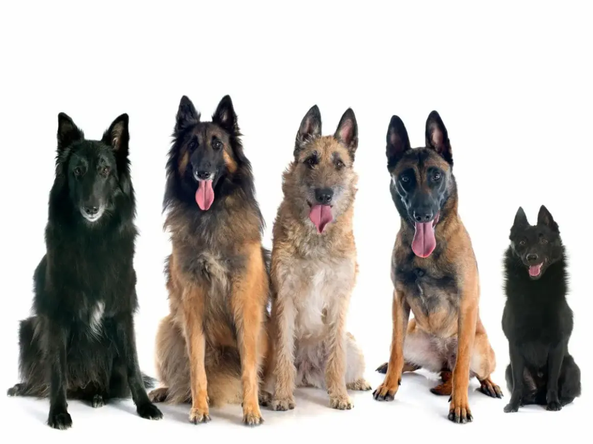 Cinco perros pastor belga, de diferentes colores y pelajes, sentados y mirando al frente con la lengua fuera.