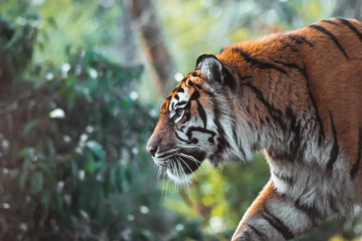 A majestic tiger walks through lush greenery, a stunning example of zoo photography.