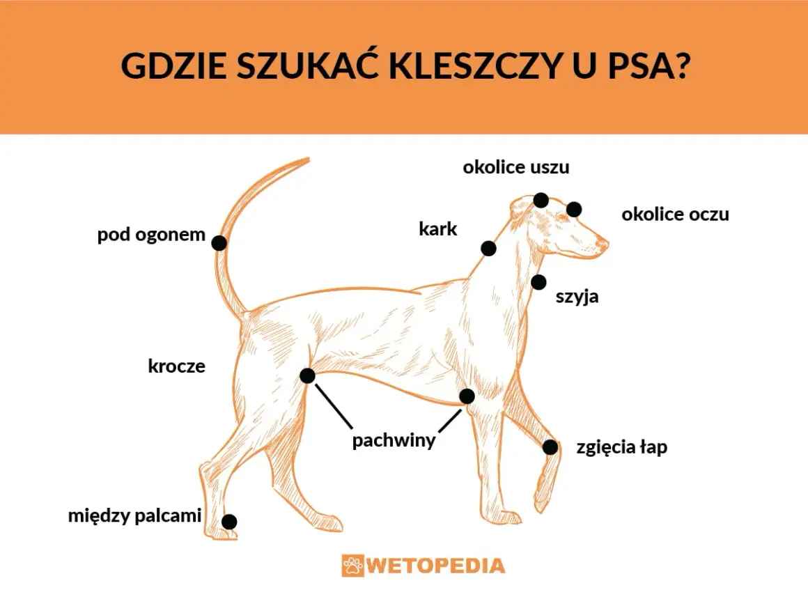 Ilustracja pokazuje psa z zaznaczonymi miejscami, gdzie najczęściej można znaleźć kleszcze: pod ogonem, w pachwinach, między palcami, na szyi i karku.