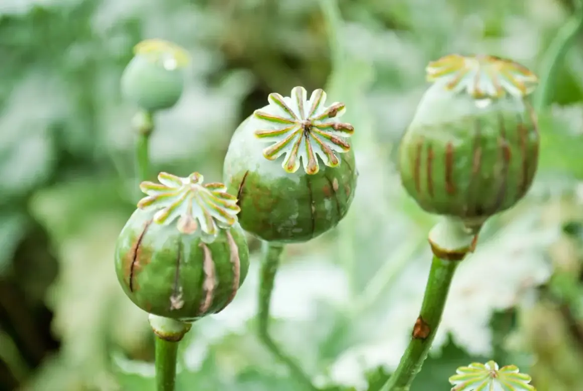 Zielone, wilgotne maki, z których można pozyskać opium, z charakterystycznymi koronkami na szczycie.