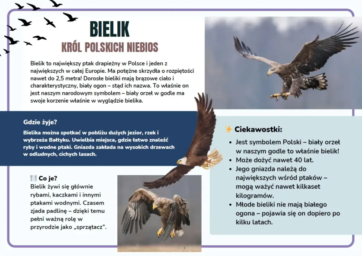 Dwa bieliki w locie, jeden z nich z rozpostartymi skrzydłami.