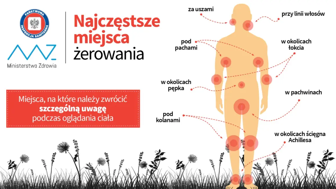 Najwięcej kleszczy żeruje za uszami, pod pachami, w okolicach łokci, pępka, pachwin, pod kolanami i ścięgna Achillesa.
