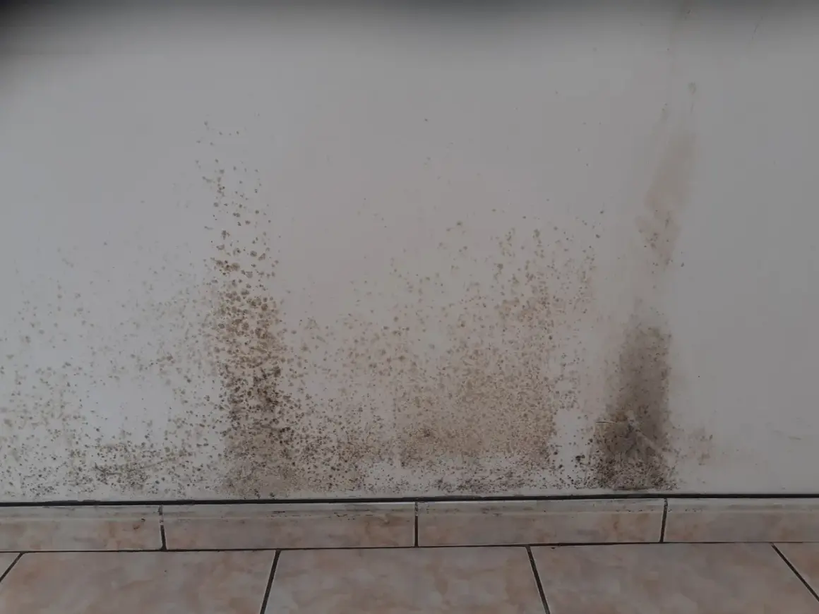 Taches sombres de moisissure sur un mur blanc, signe d'un placo humide.