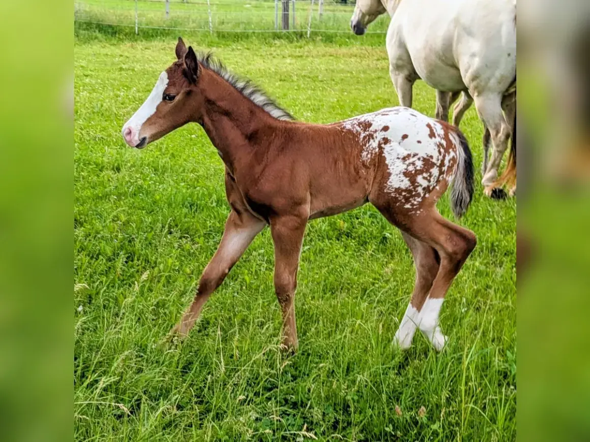 Mały koń appaloosa z plamistym umaszczeniem, wesoło podskakuje na zielonej łące.