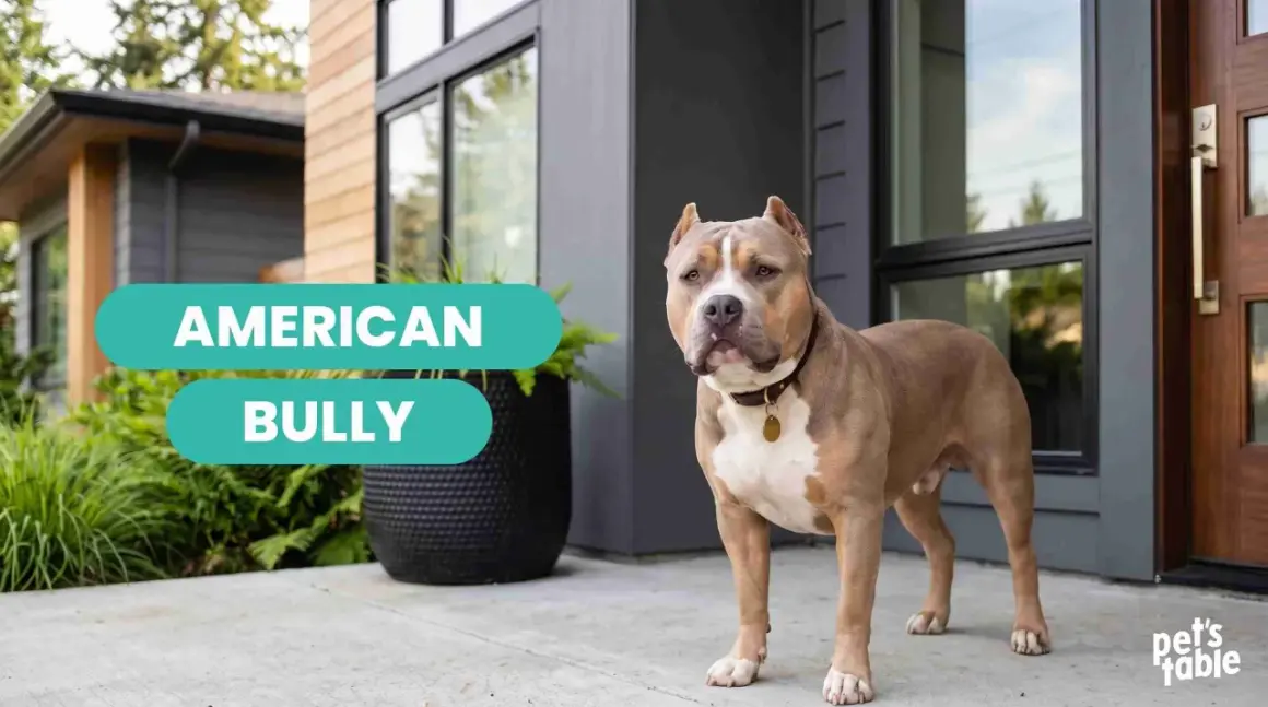 Un perro American Bully, fuerte y musculoso, posa frente a una casa moderna.