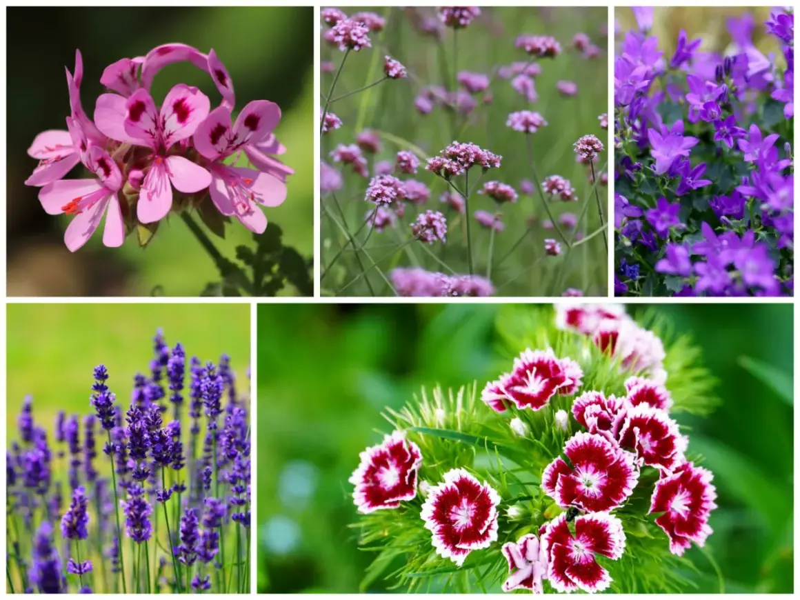 Piękne kwiaty na balkon zachodni: różowe pelargonie, fioletowe werbeny, dzwonki, lawenda i goździki.