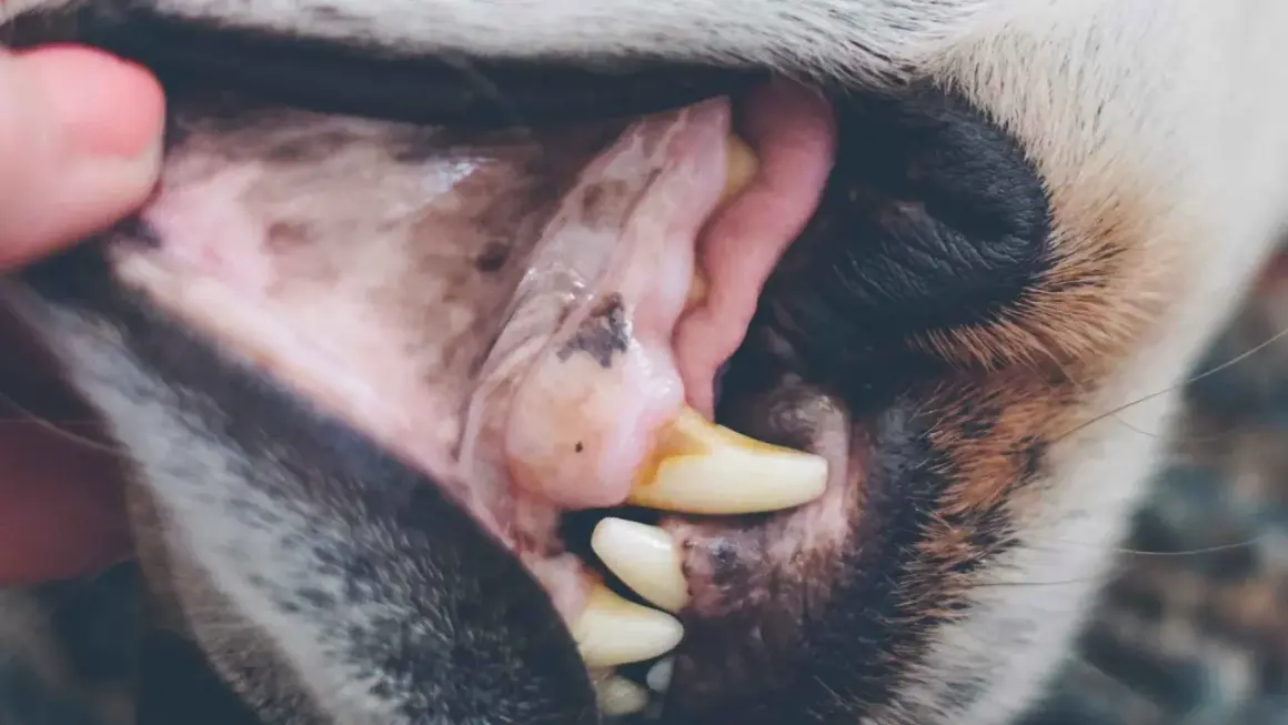 Boca de perro con encías blancas y rosadas, mostrando dientes amarillentos y una pequeña mancha oscura.