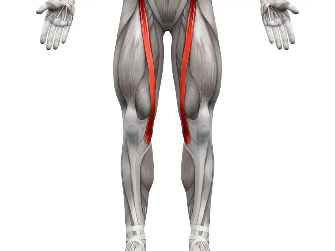Anatomia ludzkiego uda z uwydatnionym mięśniem krawieckim w kolorze czerwonym.