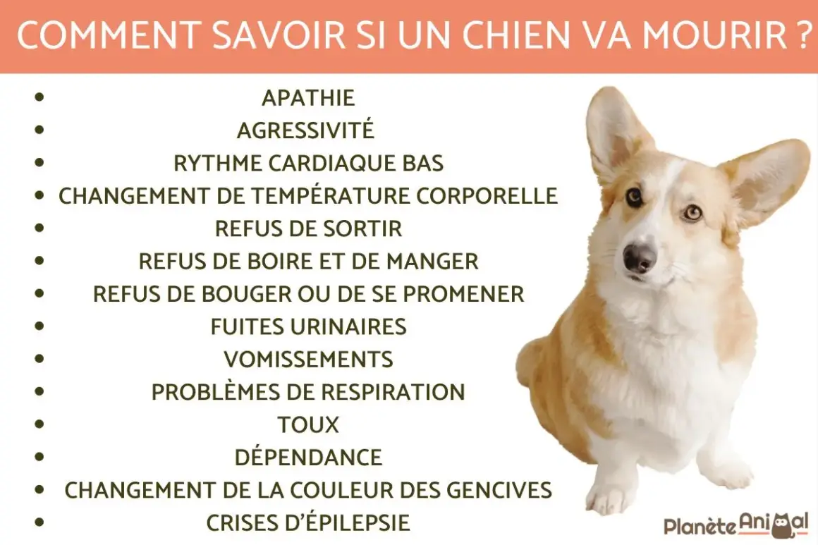 Comment savoir si un chien va mourir ? Signes : apathie, refus de manger, problèmes respiratoires. Le temps est précieux.