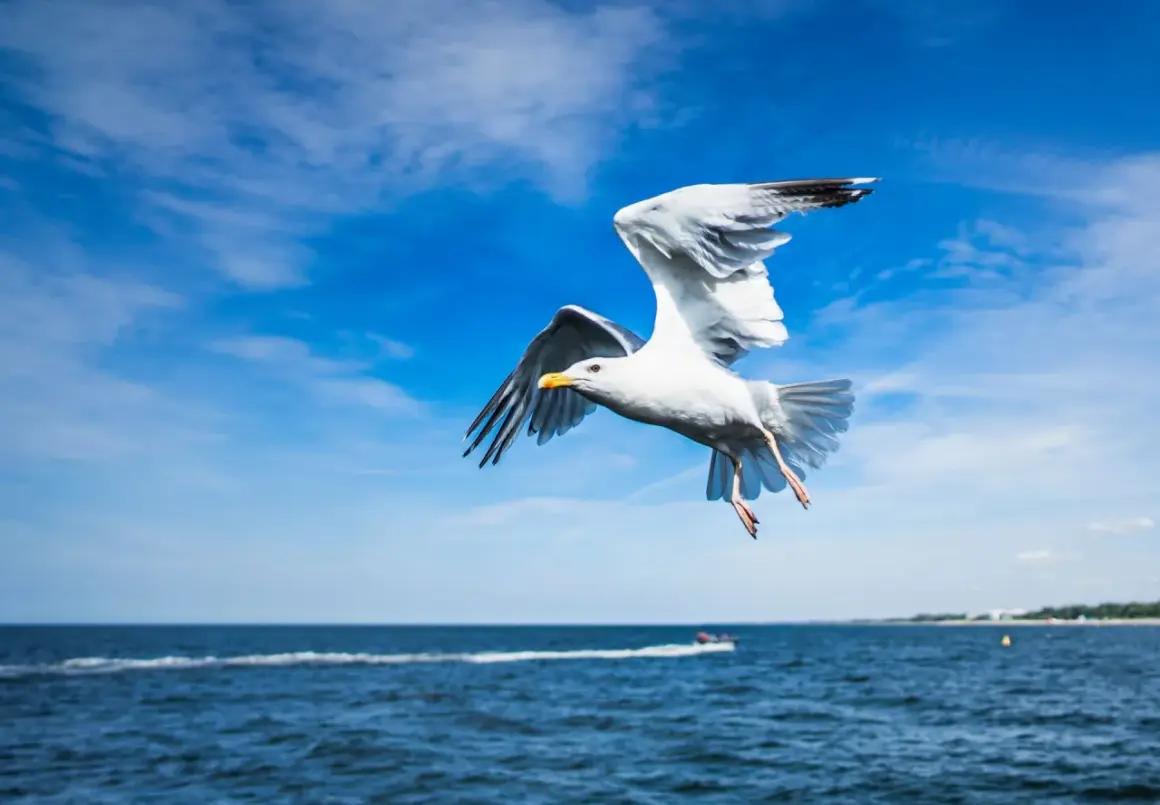 Mewa szybująca nad Bałtykiem, w tle linia brzegowa Wyspy Sobieszewskiej. To jedna z wielu atrakcji tego miejsca.