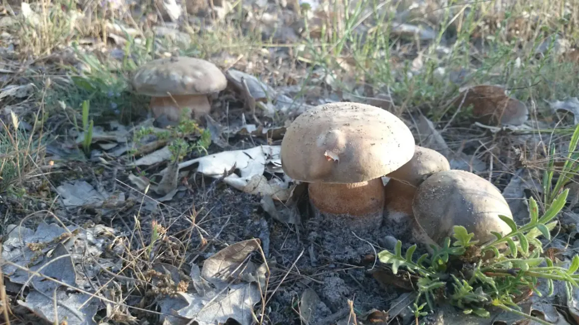 Hongos en el bosque, algunos parecen comestibles, pero la confusión llanega venenosa acecha.