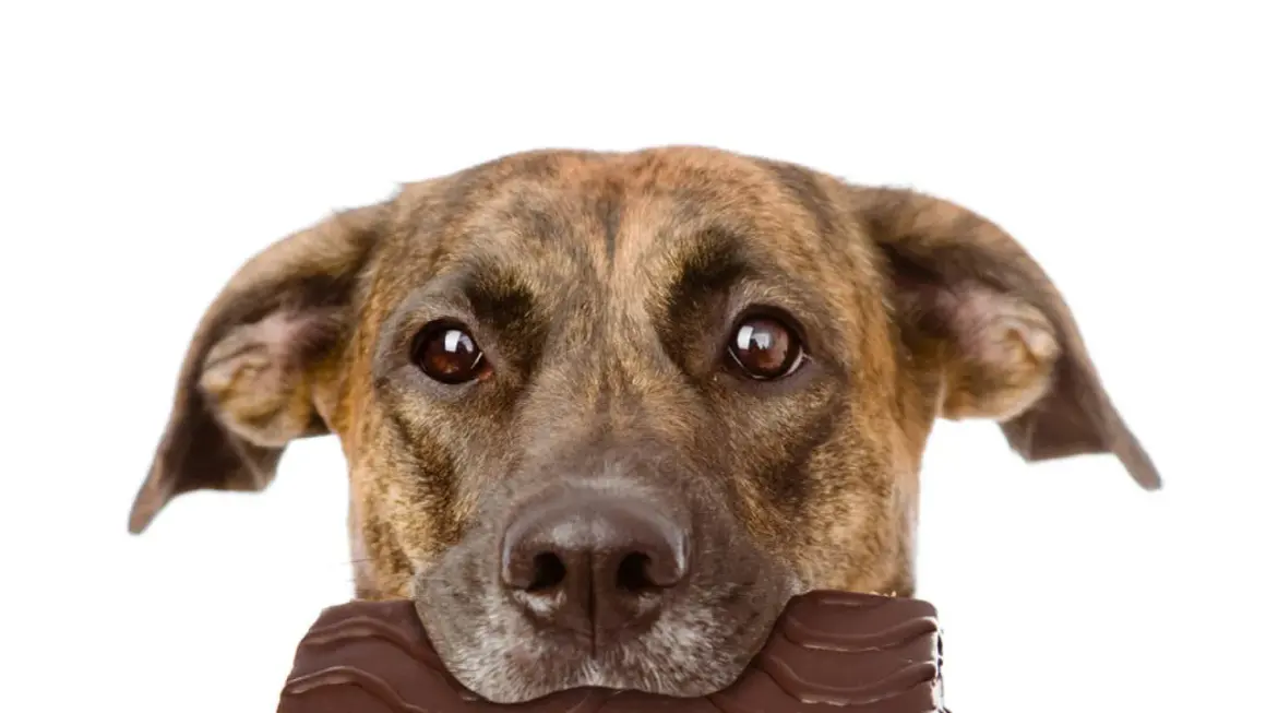 Perro con chocolate en la boca. ¿Qué pasa si mi perro come chocolate? Peligro para su salud.