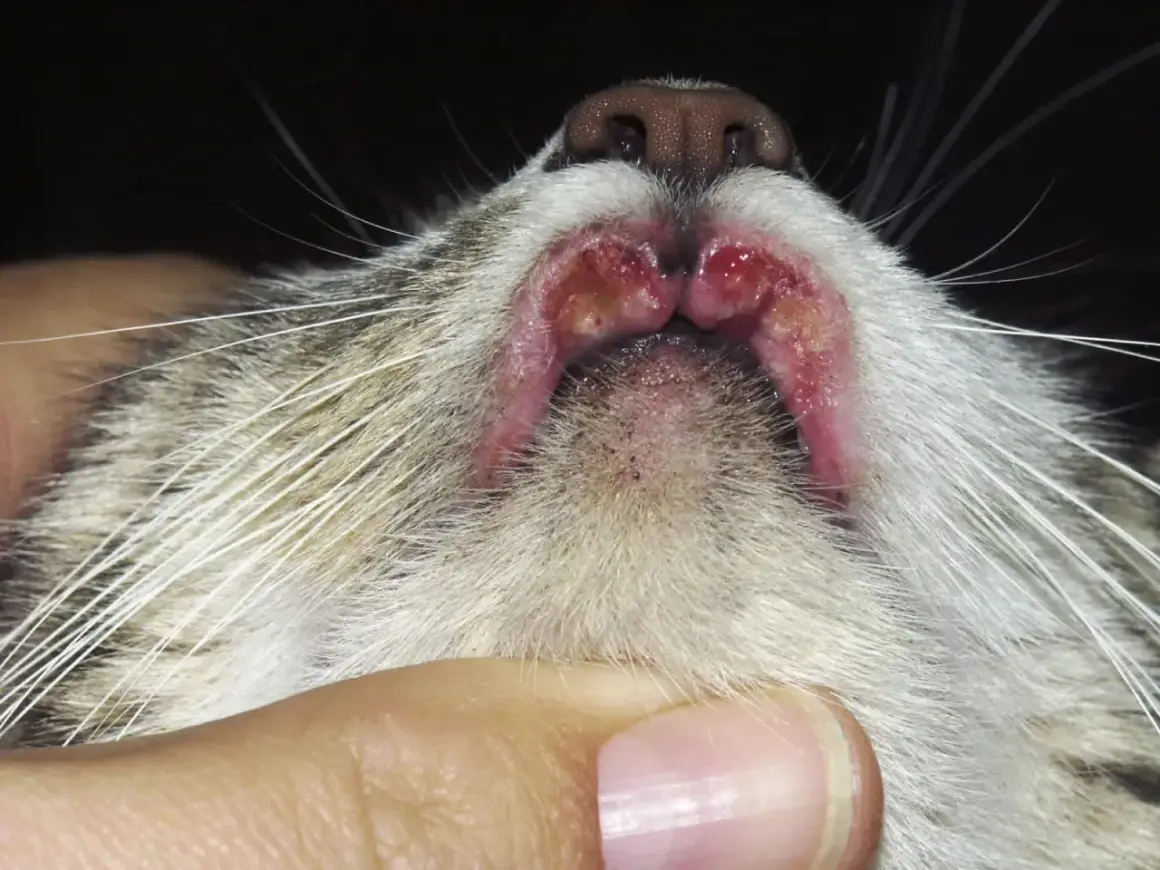 Lèvres d'un chat présentant des lésions rouges et enflammées, typiques d'un granulome éosinophilique félin.
