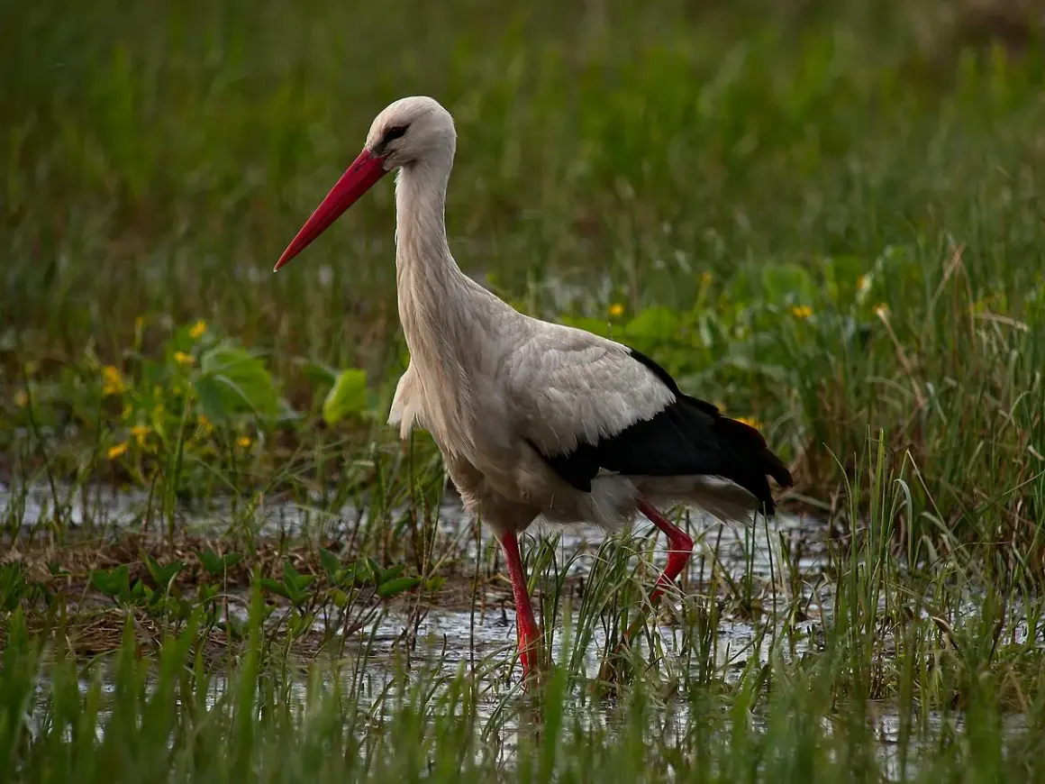 Bocian po angielsku? Odkryj "stork", wymowę i kulturowe sekrety