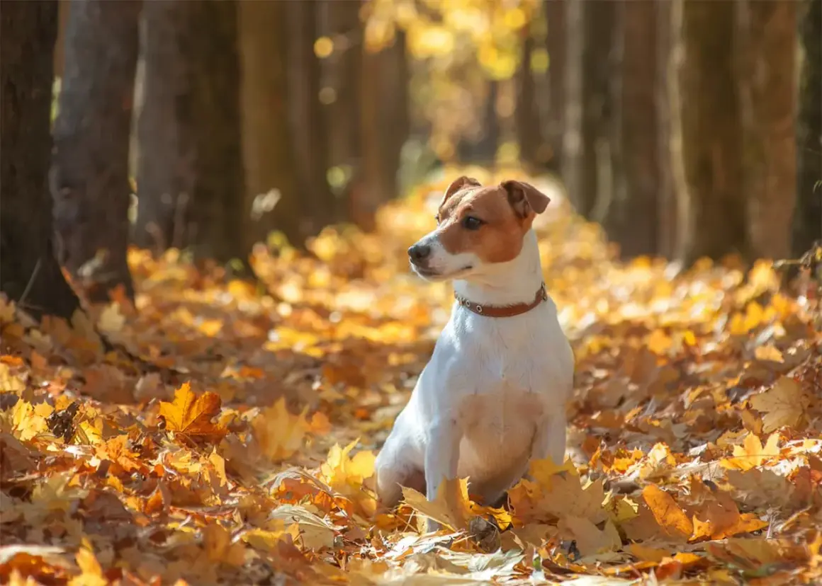 Jesienny spacer z psem. Czy pies może jeść kaszankę? Ten uroczy jack russell terrier siedzi wśród złotych liści, zastanawiając się nad jesiennymi przysmakami.