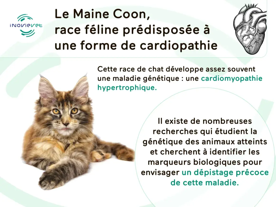Un Maine Coon, race féline prédisposée à une forme de cardiopathie, une maladie génétique étudiée pour un dépistage précoce.