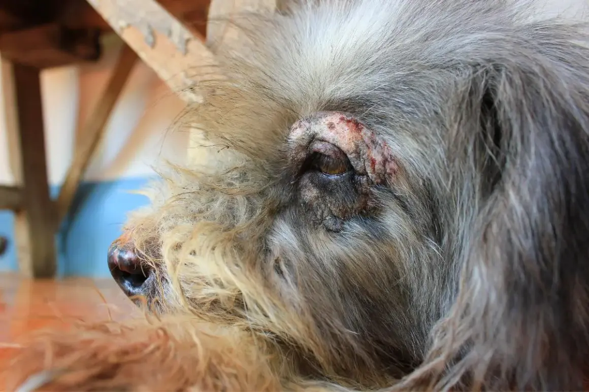 Primer plano de un perro con irritación alrededor del ojo, un posible síntoma de varios tipos de alergias en perros.
