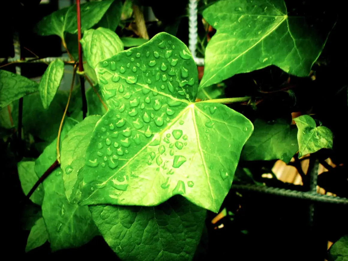 Feuilles vertes couvertes de gouttes de pluie. Une question se pose : peut-on mettre les plantes vertes sous la pluie ? Elles semblent apprécier !