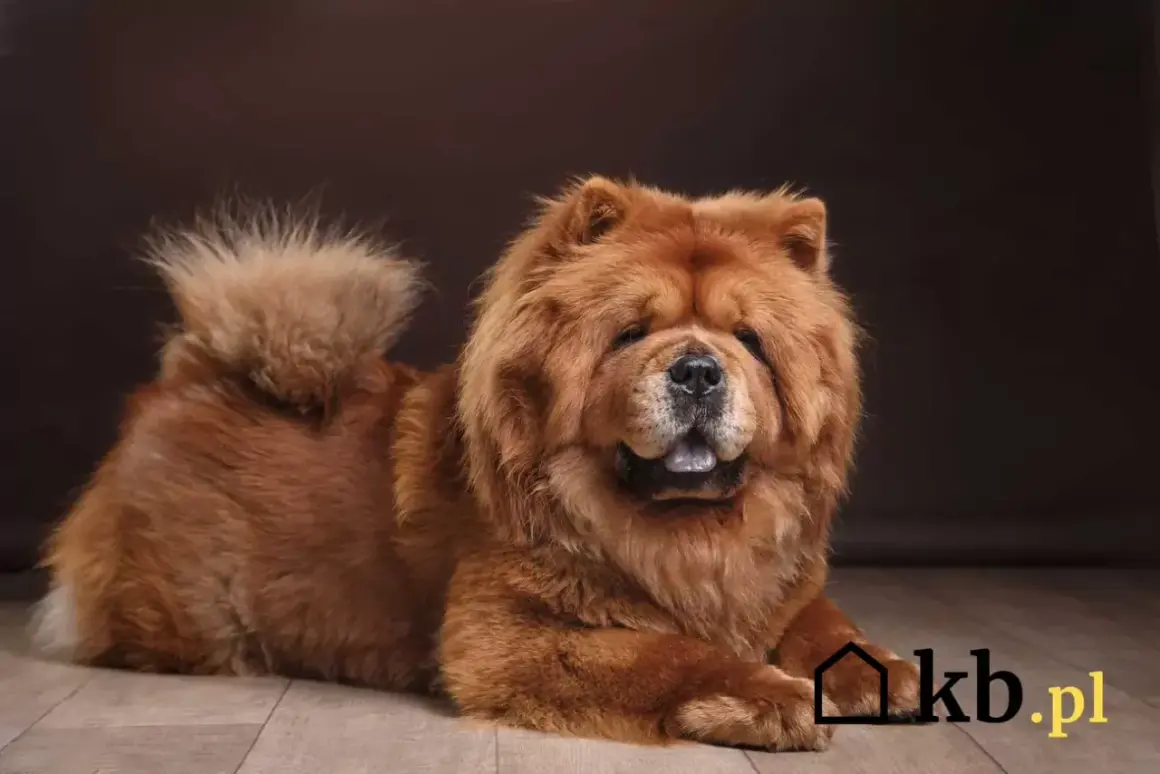 Puszysty chow chow o rudym futrze leży na podłodze. Zastanawiasz się, ile kosztuje chow chow?