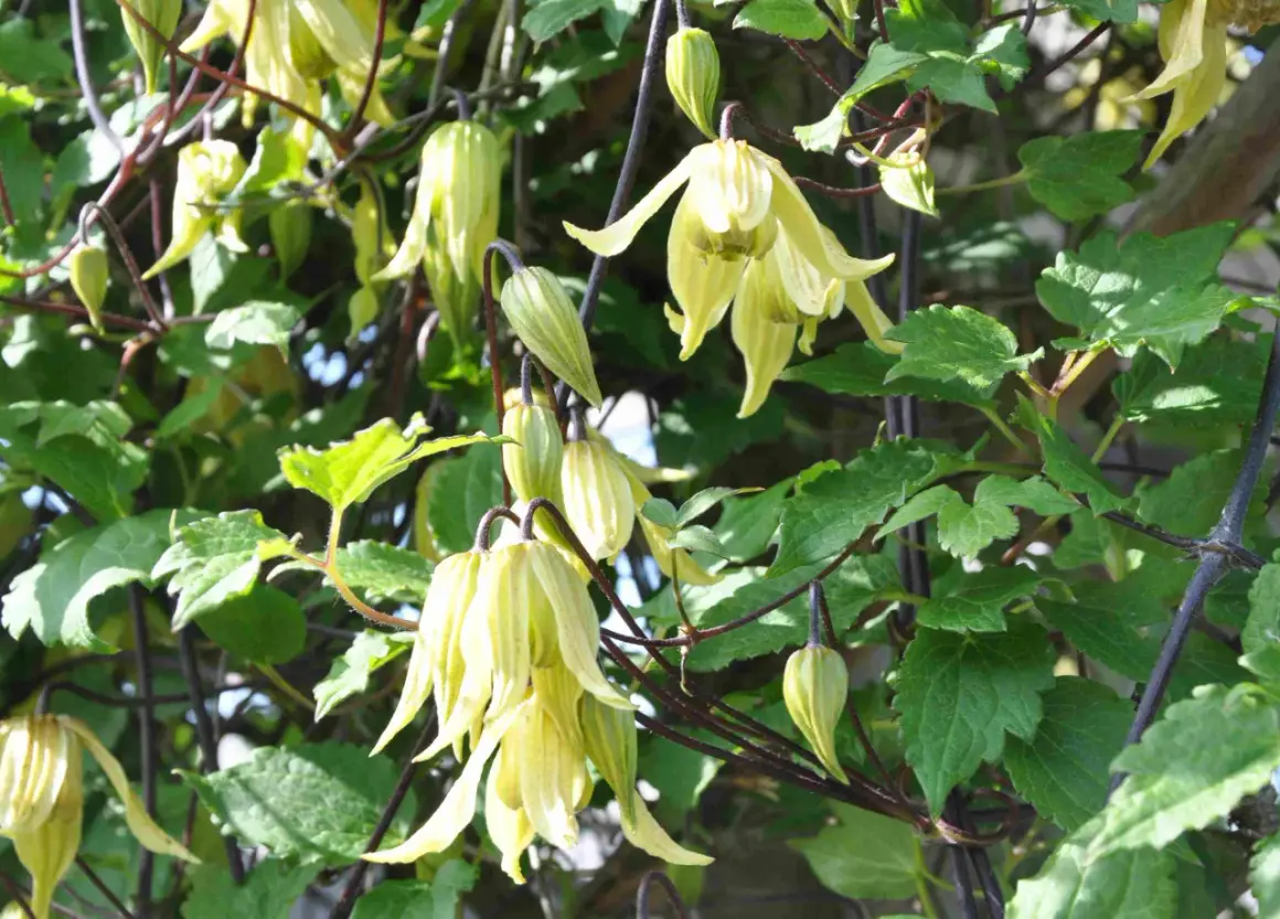 En vacker klematis i kruka med hängande, ljusgula blommor och gröna blad.
