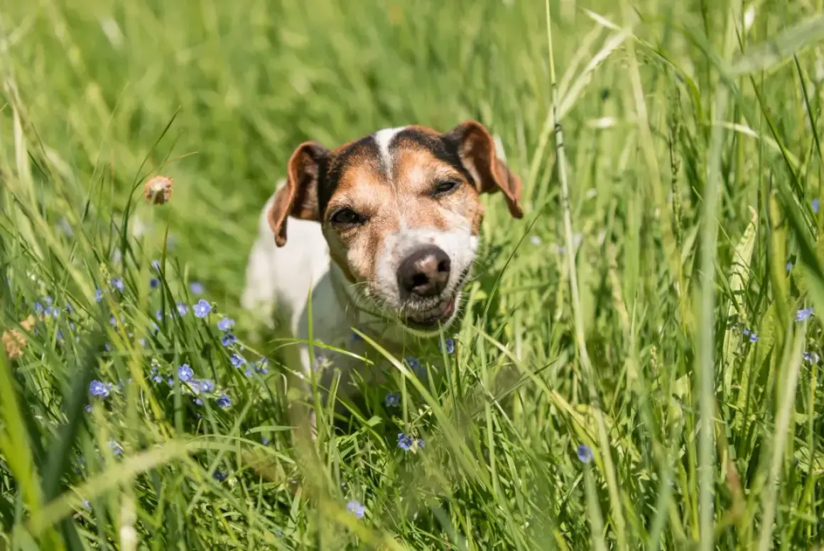 Un chien Jack Russell curieux, au milieu d'une prairie verdoyante parsemée de petites fleurs bleues, semble se demander pourquoi mon chien mange de l'herbe.