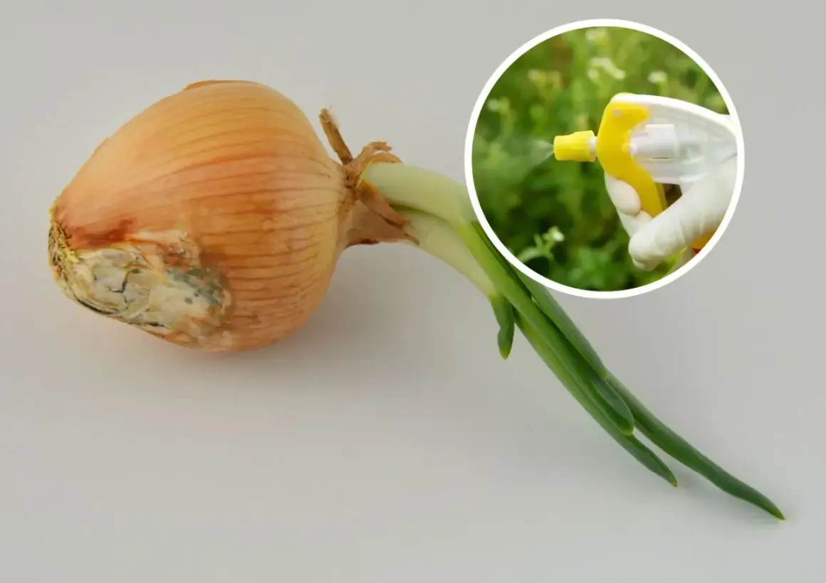 Cebula z oznakami chorób i ręka w rękawiczce rozpylająca płyn. Naturalne sposoby na choroby cebuli.