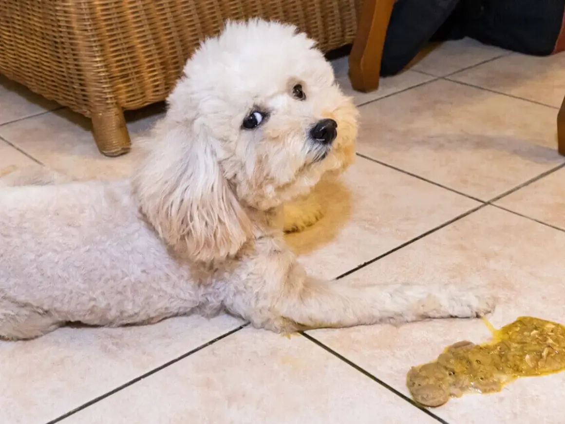 Un perro blanco y esponjoso mira con preocupación al lado de un vómito amarillo en el suelo.