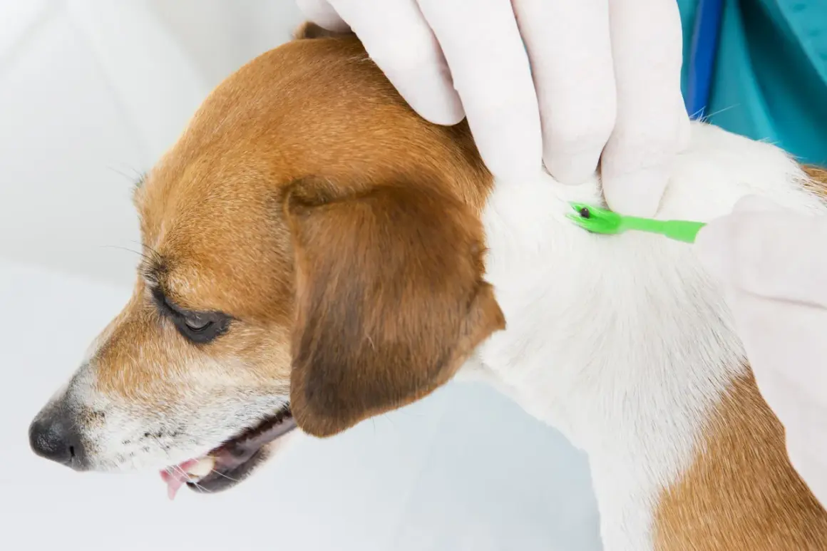 Veterinario retira garrapata de un perro, previniendo anaplasma.