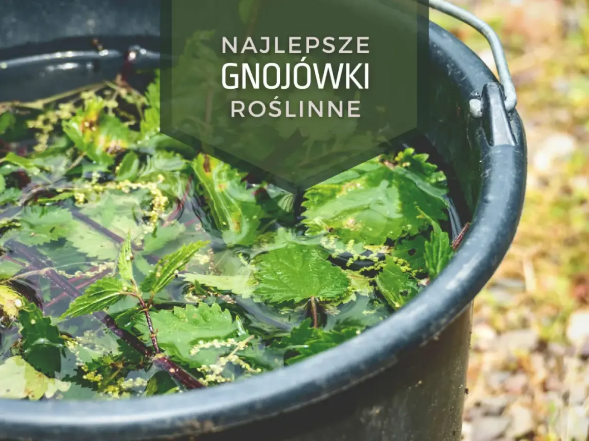 W czarnym wiadrze pływają zielone liście pokrzywy, tworząc naturalną gnojówkę dla roślin.