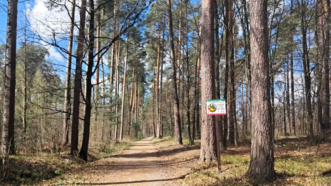 Ścieżka w lesie sosnowym, idealne miejsce na spacer w majówkę. Tabliczka ostrzega przed pożarem.