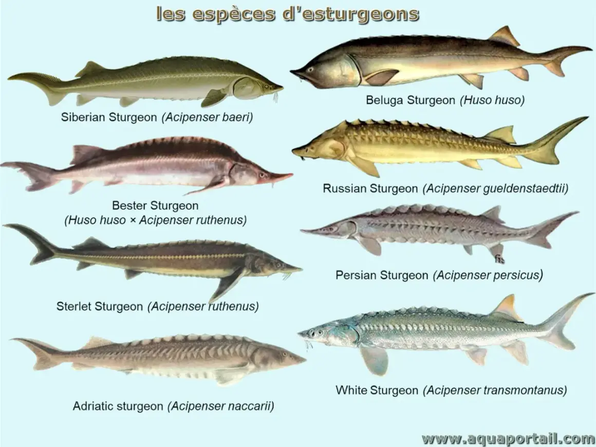 Illustration de plusieurs espèces de poisson esturgeon, dont le béluga, le sterlet et l'esturgeon blanc.
