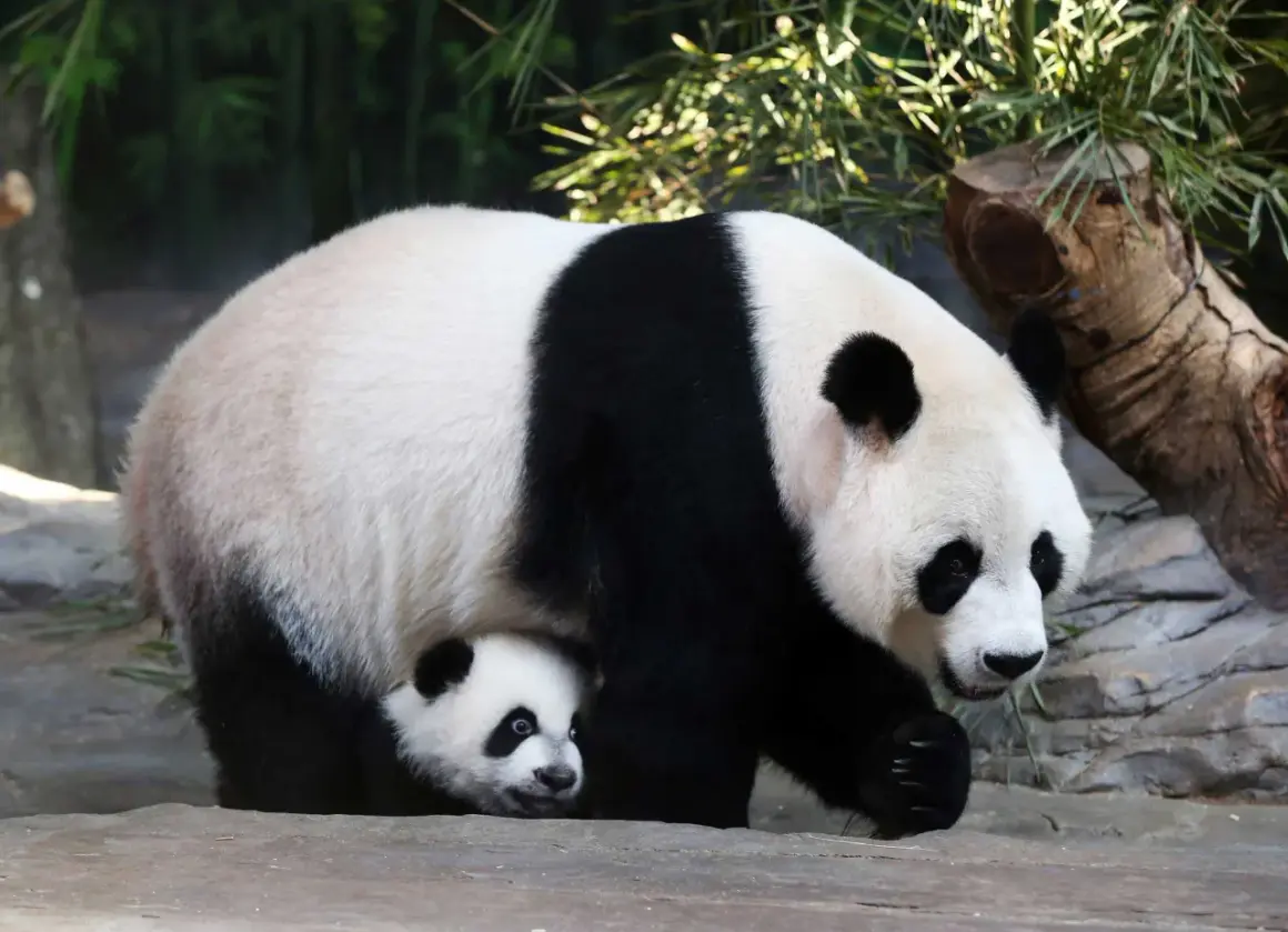 Dorosła panda i jej młode ukryte pod nią, na tle bambusów i kamieni.