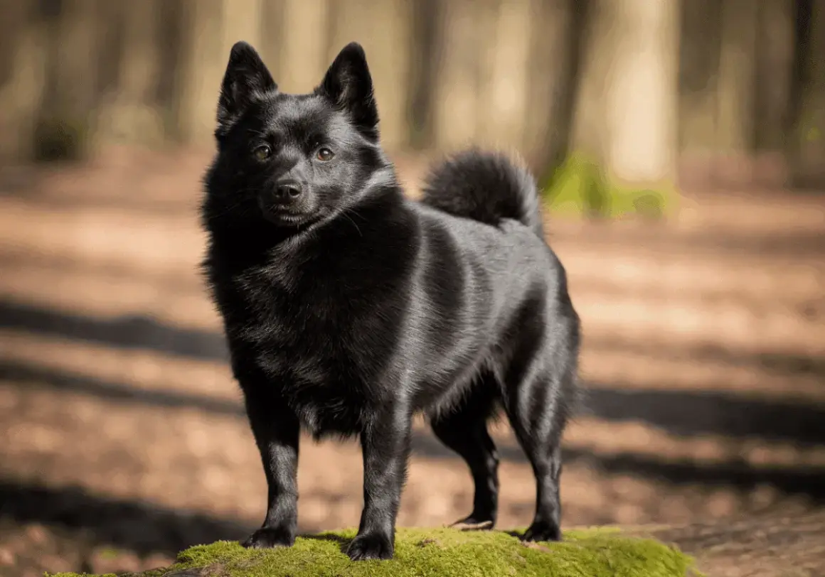 Un perro negro, con pelaje brillante y cola enroscada, posa en un tronco cubierto de musgo en un bosque.