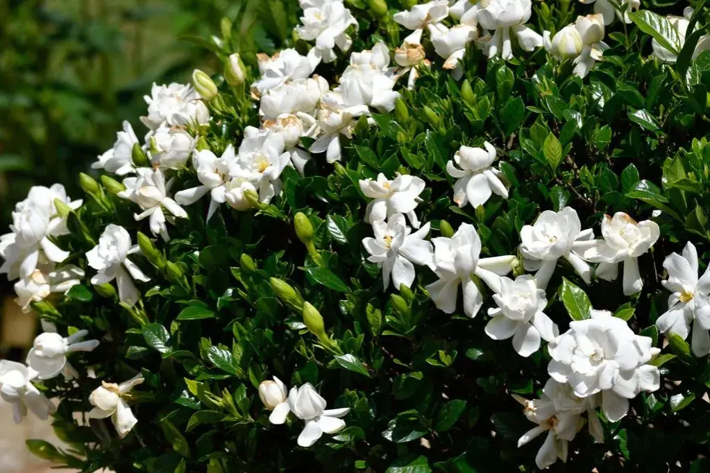 Las mejores flores arbustivas para embellecer tu jardín sin esfuerzo