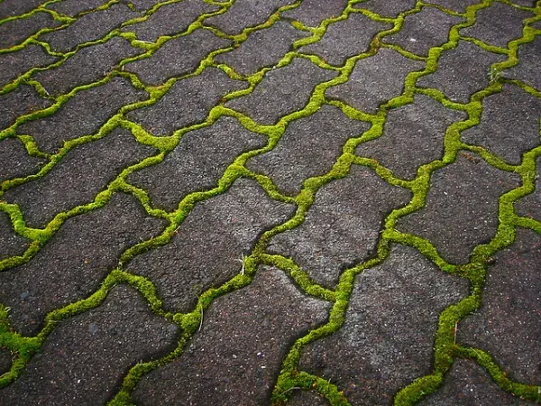 Skuteczne sposoby na usunięcie zielonego nalotu z kostki brukowej