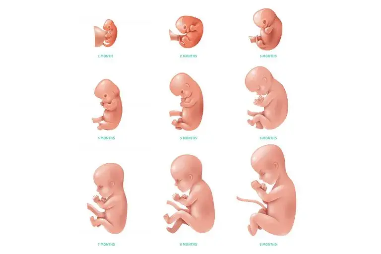 Jak wygląda dziecko w 5 miesiącu ciąży? Fascynujący rozwój płodu