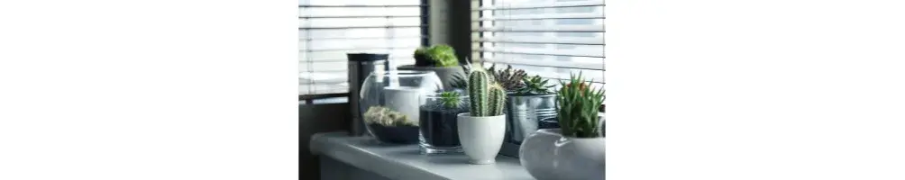 Maceta carita: alegra tu hogar con estas macetas divertidas y únicas