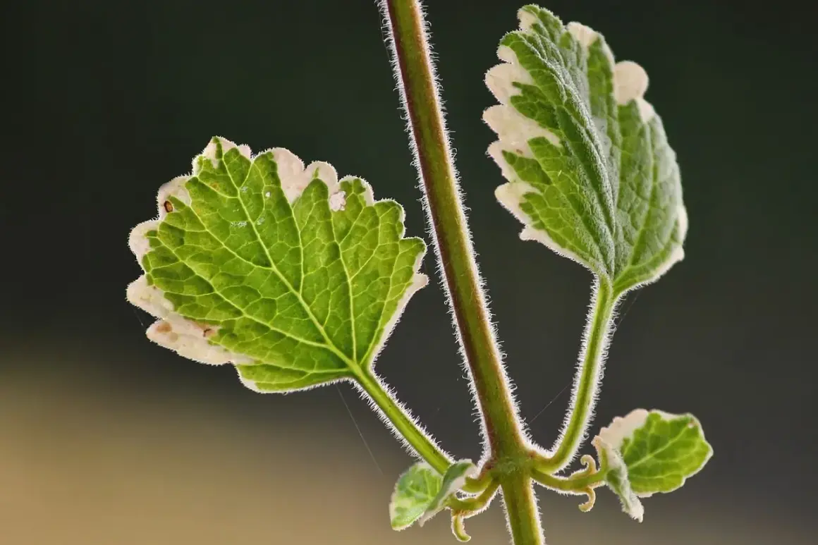 Planta de incienso para qué sirve: beneficios sorprendentes y usos prácticos