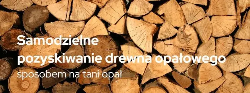 Ile kosztuje samowyrób drewna w lesie? Ceny i proces pozyskania