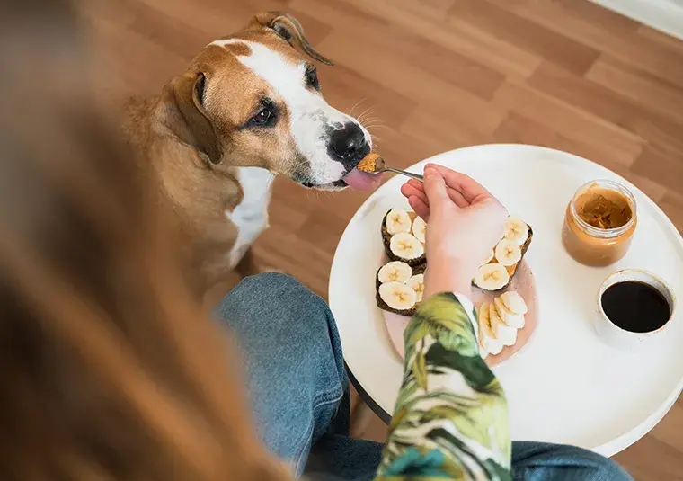 Czy pies może jeść orzechy włoskie? Sprawdź, co może mu zaszkodzić