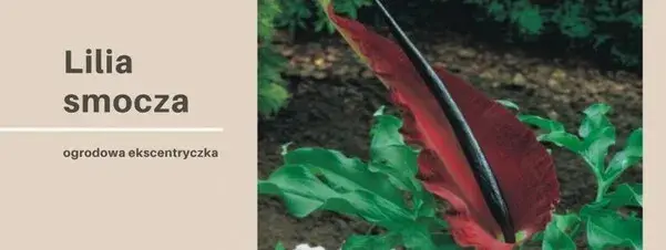 Kiedy sadzić smoczą lilię, aby uniknąć nieudanych prób?