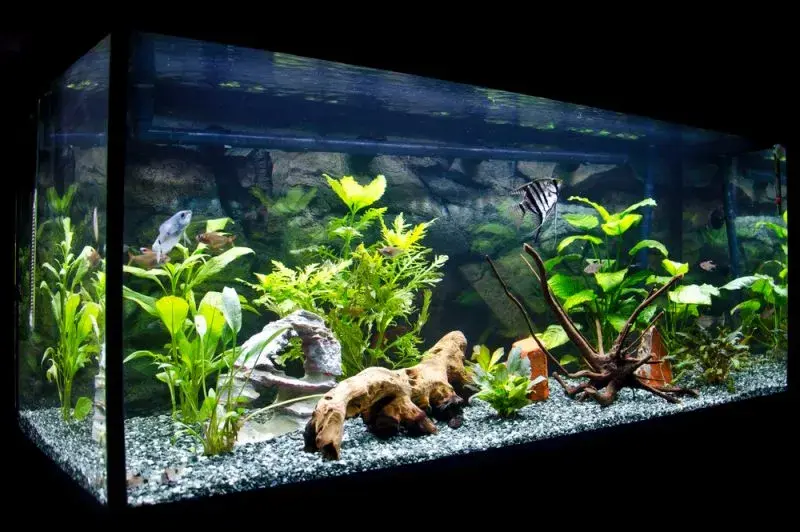 Jakie ryby do akwarium 60l? 10 idealnych gatunków dla Ciebie