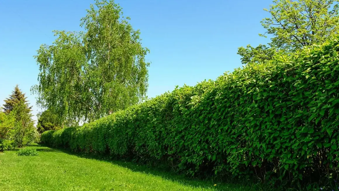 Los mejores arbustos de crecimiento rápido para transformar tu jardín