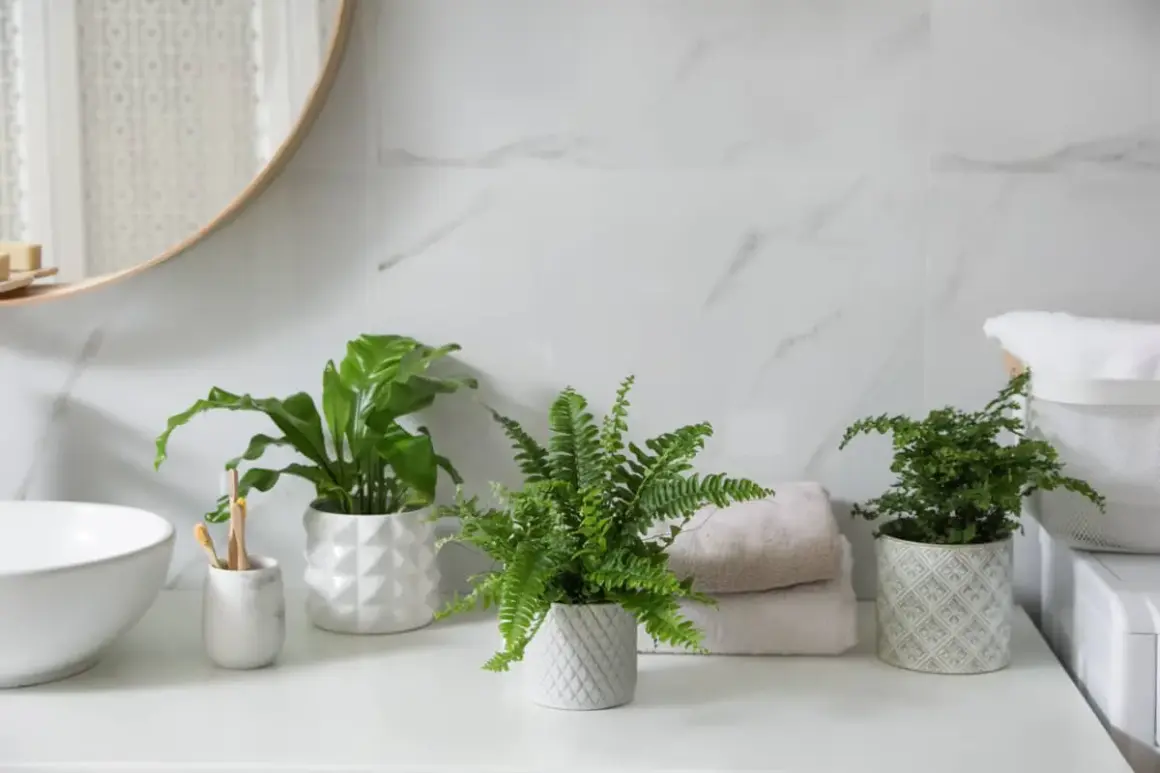 Tres plantas para el baño, un helecho frondoso y dos plantas de hojas verdes, aportan frescura a la encimera junto a un lavabo y toallas apiladas.